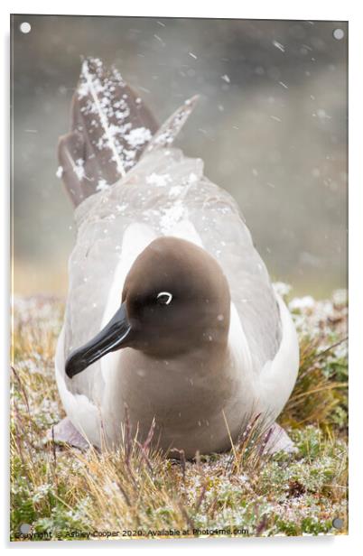 Snow Albatross. Acrylic by Ashley Cooper