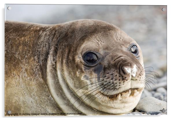 Elephant Seal. Acrylic by Ashley Cooper