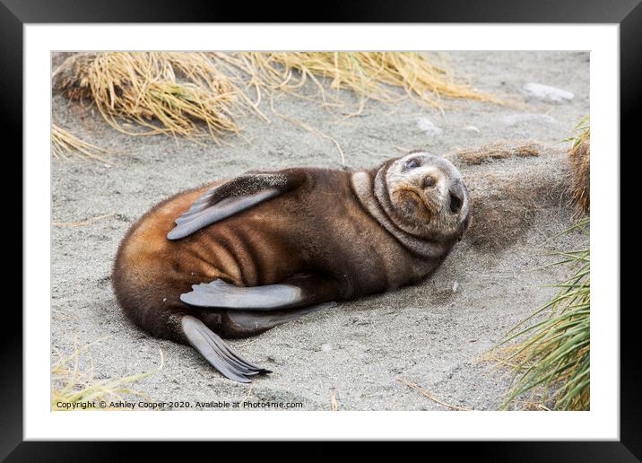 Seal pup. Framed Mounted Print by Ashley Cooper
