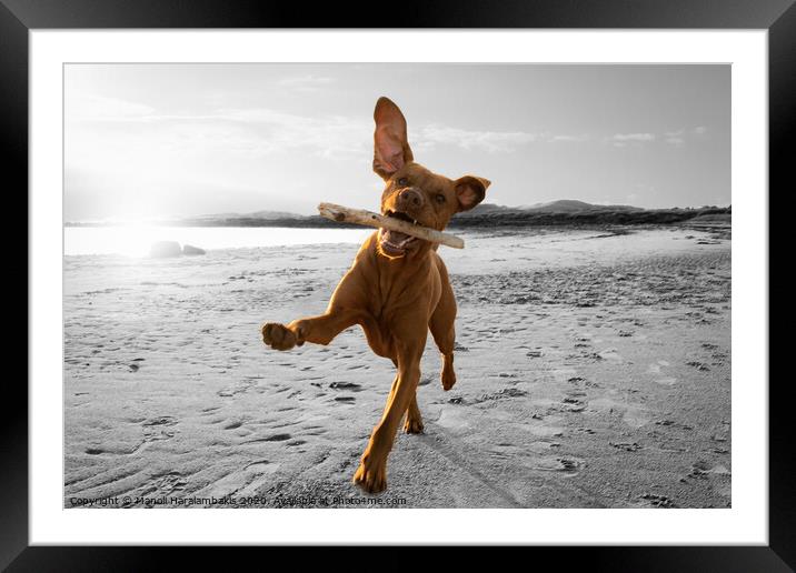It’s a Dogs Life  Framed Mounted Print by Manoli Haralambakis