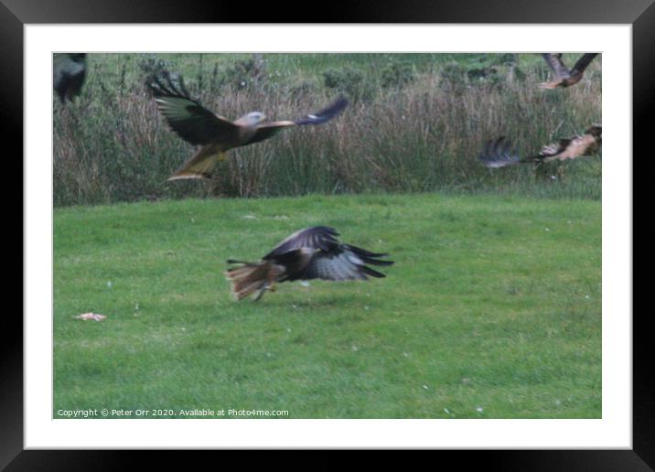 Red Kites Framed Mounted Print by Peter Orr