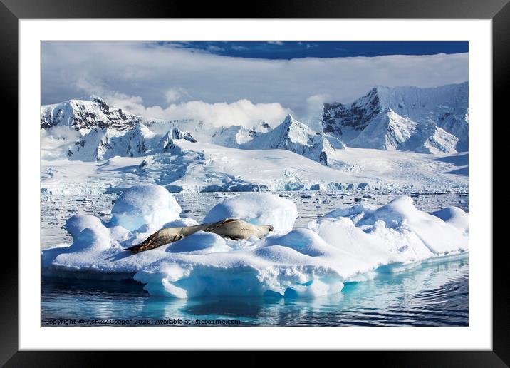 Leopard Seal Framed Mounted Print by Ashley Cooper