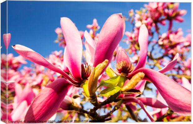 Pink magnolia. Canvas Print by Ashley Cooper