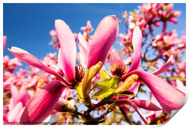 Pink magnolia. Print by Ashley Cooper