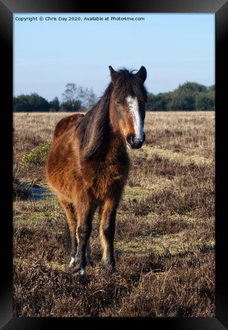 New Forest Pony Framed Print by Chris Day
