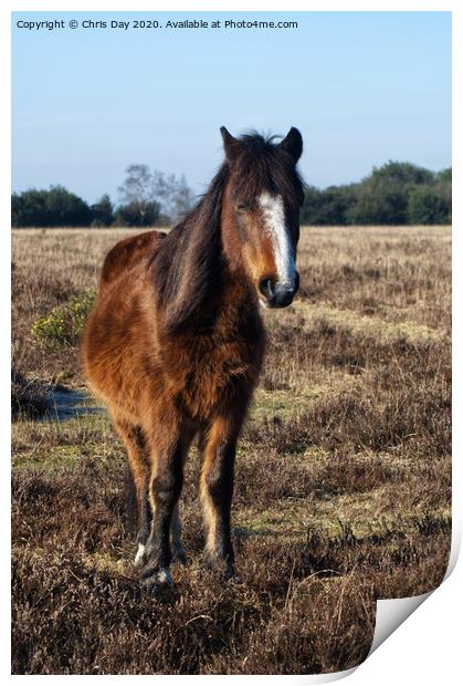 New Forest Pony Print by Chris Day