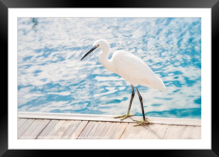 Great egret bird Framed Mounted Print by Aleksey Zaharinov