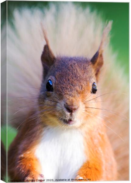 Red Squirrel Canvas Print by Ashley Cooper