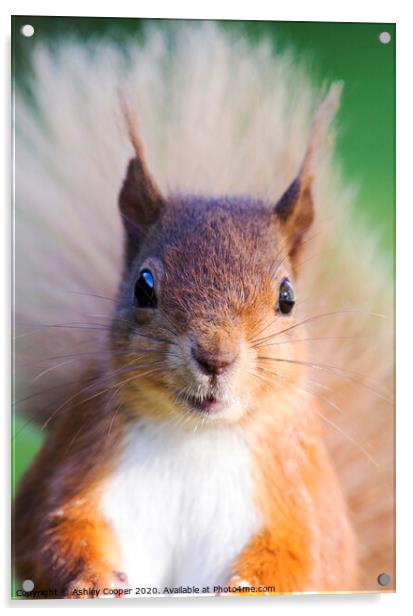 Red Squirrel Acrylic by Ashley Cooper