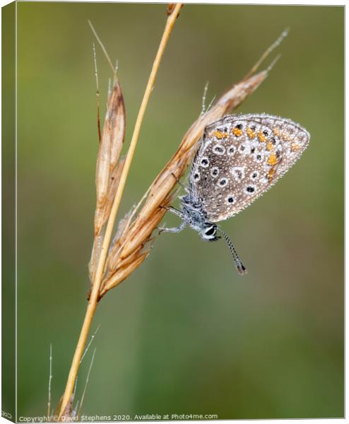 Common blue butterfly with morning dew Canvas Print by David Stephens