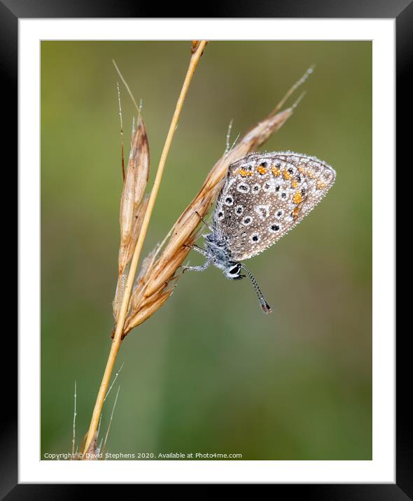 Common blue butterfly with morning dew Framed Mounted Print by David Stephens