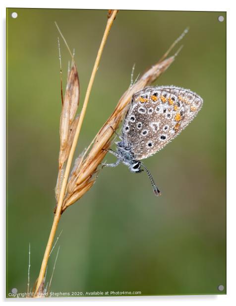 Common blue butterfly with morning dew Acrylic by David Stephens