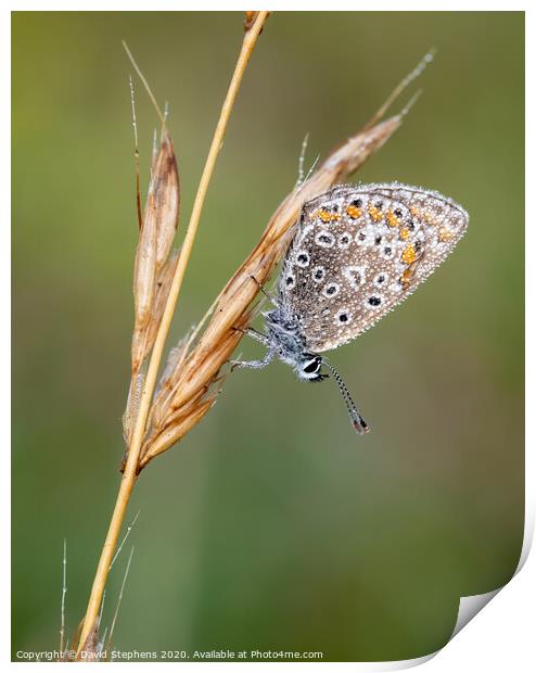 Common blue butterfly with morning dew Print by David Stephens
