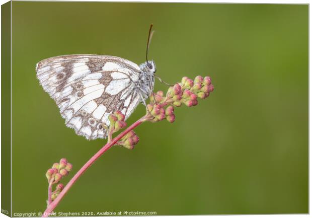 Marbled white butterfly on a flower Canvas Print by David Stephens