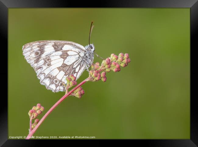 Marbled white butterfly on a flower Framed Print by David Stephens