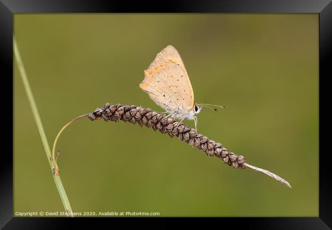Meadow brown butterfly Framed Print by David Stephens