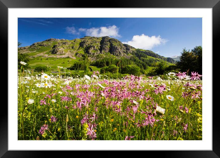 Hay meadow. Framed Mounted Print by Ashley Cooper