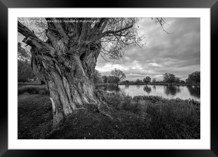 Old tree trunk monochrome Framed Mounted Print by Kevin White