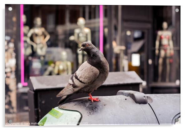Cheeky pigeon Acrylic by Sara Melhuish