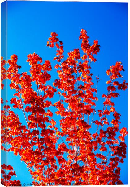 Red tree. Canvas Print by Ashley Cooper