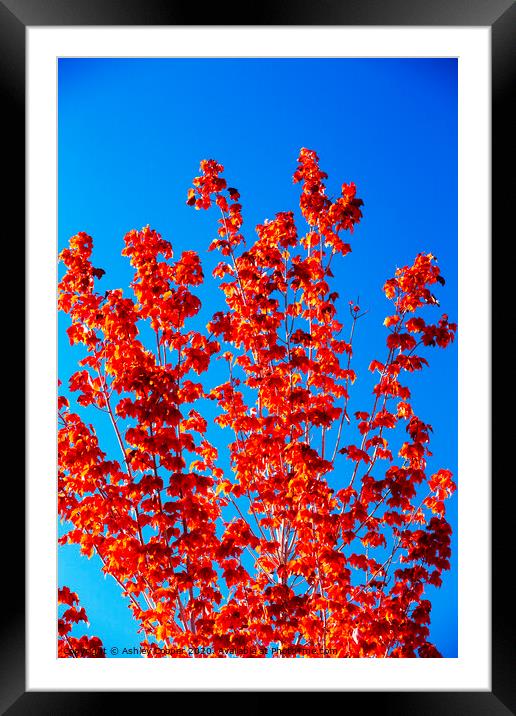 Red tree. Framed Mounted Print by Ashley Cooper
