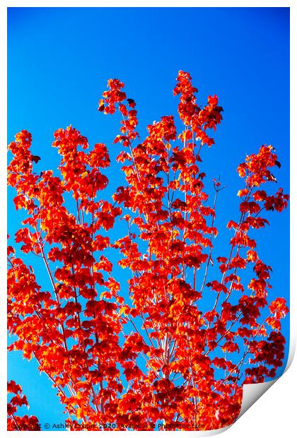 Red tree. Print by Ashley Cooper