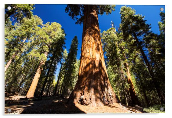 Giant Redwood Acrylic by Ashley Cooper