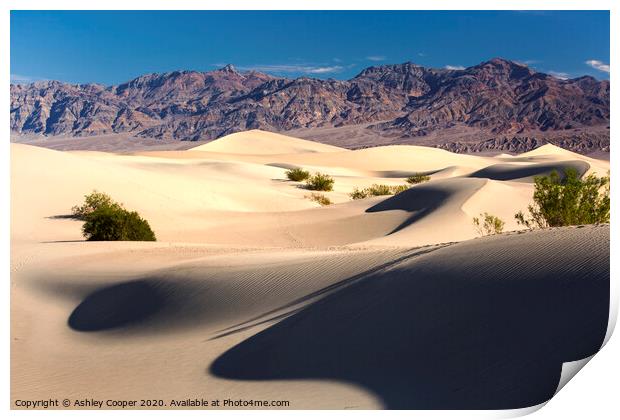 Dunes Print by Ashley Cooper