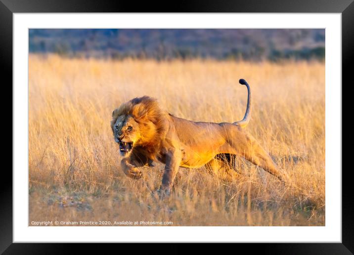 Charging Young Lion Framed Mounted Print by Graham Prentice
