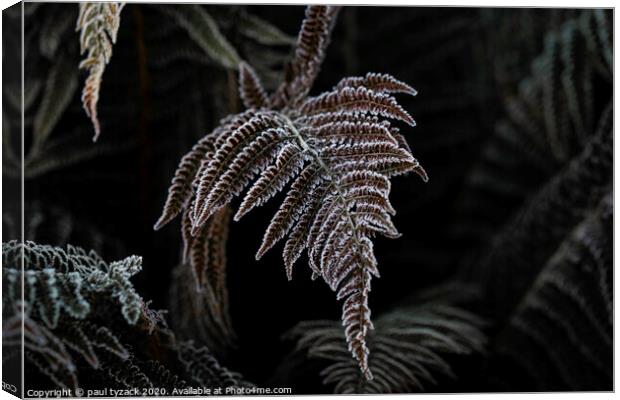 Icy fern Canvas Print by Paul Tyzack