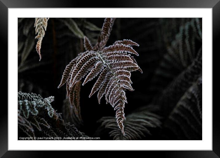 Icy fern Framed Mounted Print by Paul Tyzack