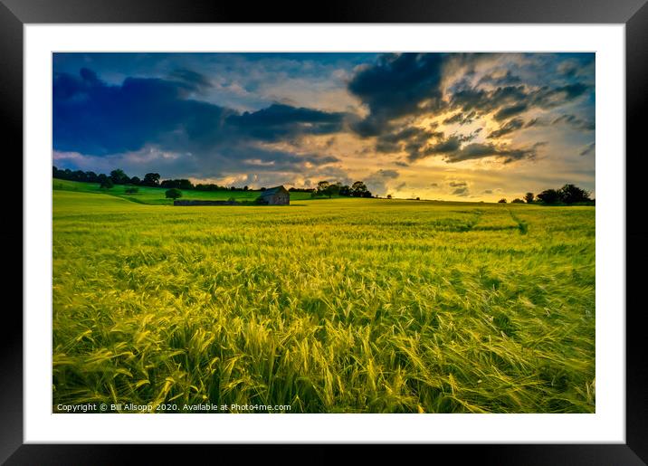 Barley sunset. Framed Mounted Print by Bill Allsopp