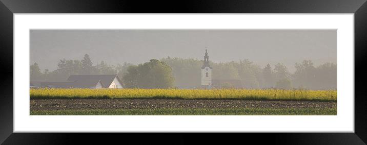 Rapeseed Framed Mounted Print by Ian Middleton