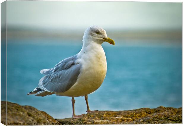 Herring Gull On a wall at St.Ives, Cornwall, UK. Canvas Print by Peter Bolton