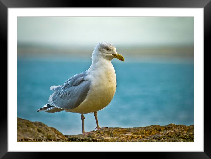Herring Gull On a wall at St.Ives, Cornwall, UK. Framed Mounted Print by Peter Bolton