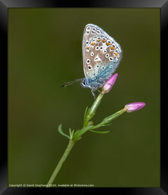 Common blue butterfly on a pink flower Framed Print by David Stephens