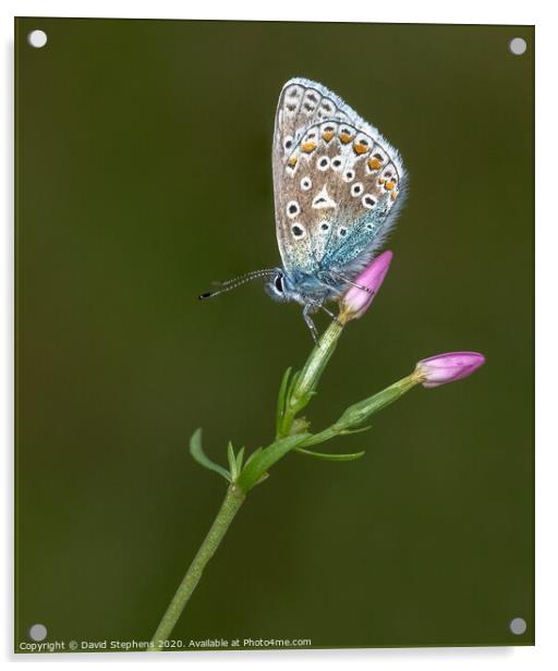 Common blue butterfly on a pink flower Acrylic by David Stephens