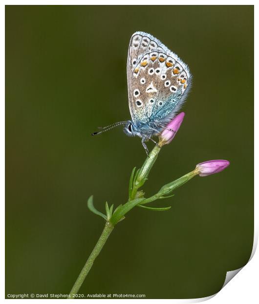 Common blue butterfly on a pink flower Print by David Stephens