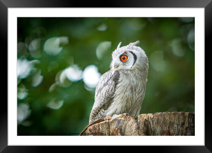 Owlbin Framed Mounted Print by Christopher Kelly