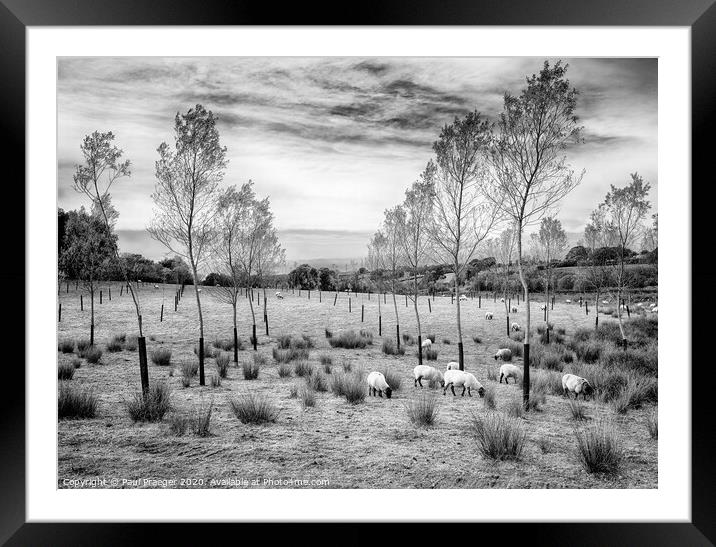 Tree lined grazing Framed Mounted Print by Paul Praeger