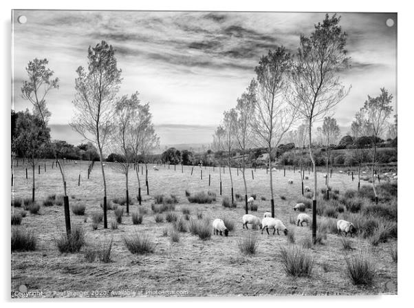 Tree lined grazing Acrylic by Paul Praeger