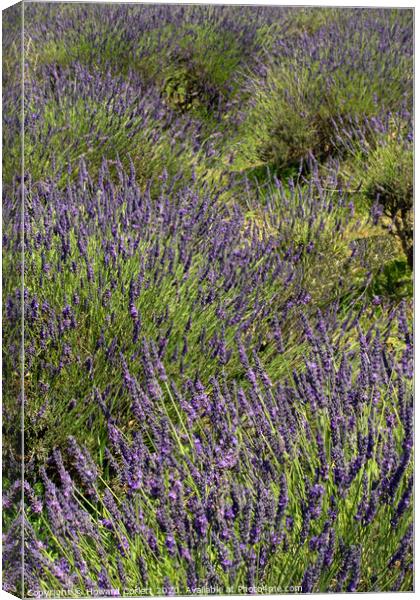 Lavender Fields Canvas Print by Howard Corlett