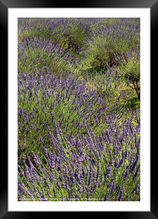 Lavender Fields Framed Mounted Print by Howard Corlett