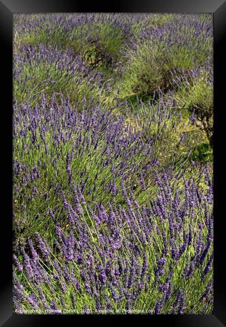 Lavender Fields Framed Print by Howard Corlett