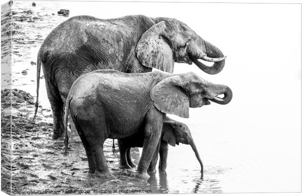 Elephant Family Drinking at Masuma Dam in Zimbabwe Canvas Print by Graham Fielder