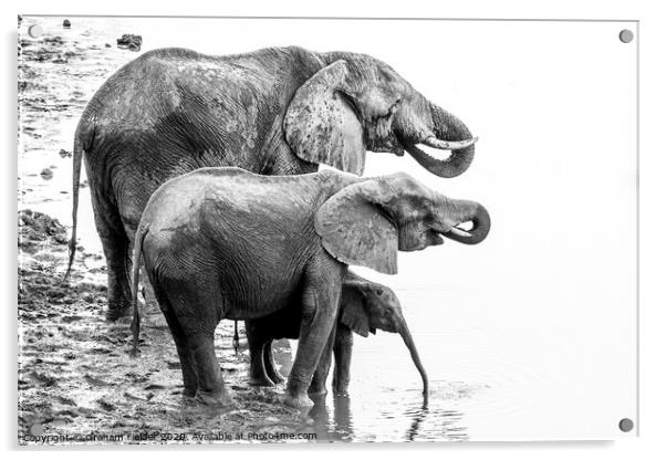 Elephant Family Drinking at Masuma Dam in Zimbabwe Acrylic by Graham Fielder