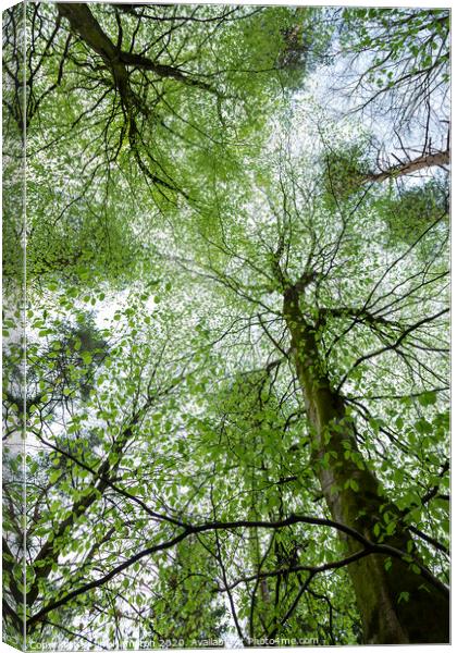 Looking up Canvas Print by jim Hamilton