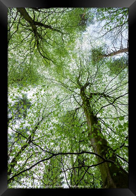 Looking up Framed Print by jim Hamilton