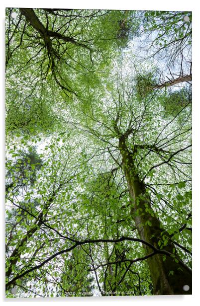 Looking up Acrylic by jim Hamilton