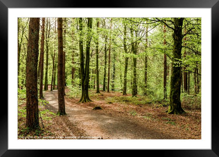 Forest walk Framed Mounted Print by jim Hamilton